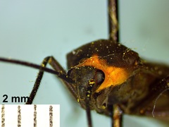 Prepops rubellicollis