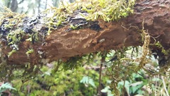 Fuscoporia ferruginosa