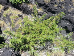 Juniperus brevifolia