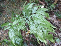 Tectariaceae