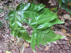 Tectariaceae