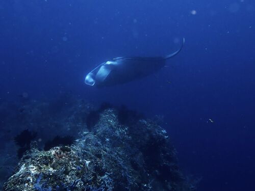 Mobula alfredi