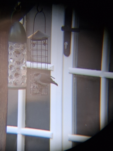 Eurasian Blackcap (Sylvia atricapilla), photo 7