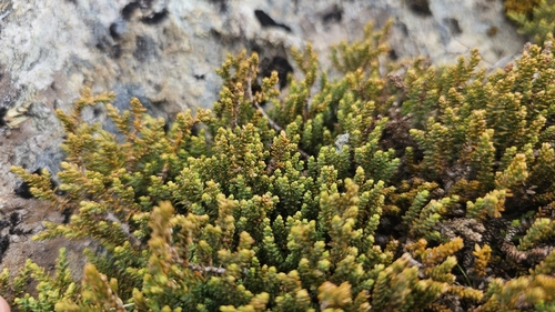 Lepidothamnus laxifolius (Lepidothamnus laxifolius)