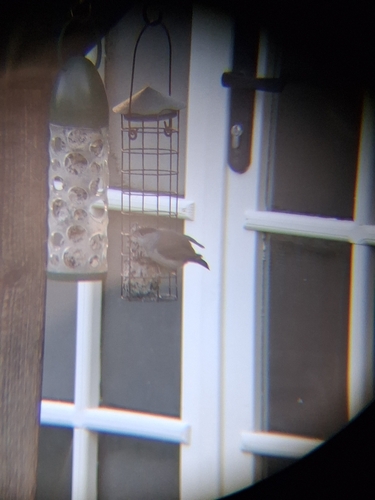 Eurasian Blackcap (Sylvia atricapilla), photo 8