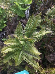 Sticherus cryptocarpus