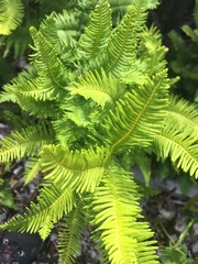 Sticherus cryptocarpus