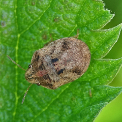 Sphyrocoris obliquus