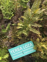Sticherus cryptocarpus