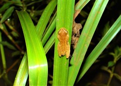 Dendropsophus nanus
