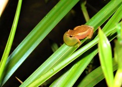 Dendropsophus nanus