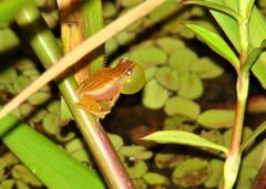 Dendropsophus nanus