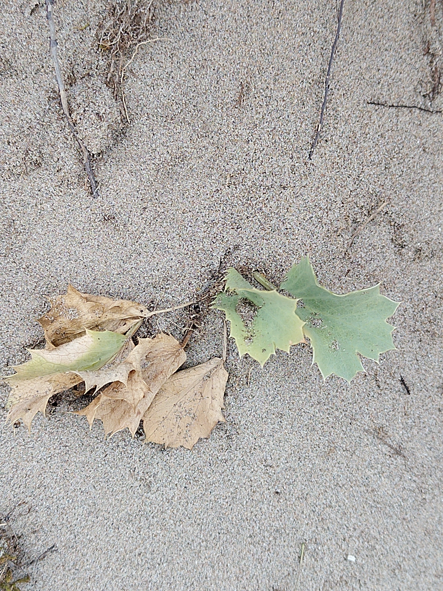 Sea holly