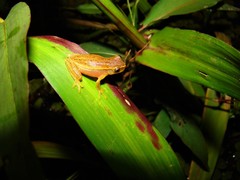 Dendropsophus nanus