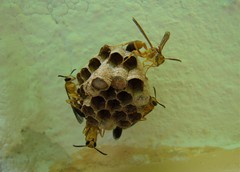 Mischocyttarus cerberus