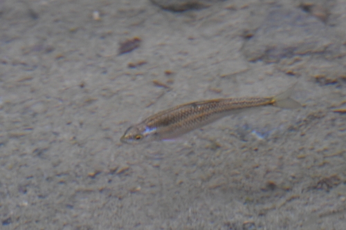 Watson's lonefin (Cyprinion watsoni) — Cyprinidae — 5