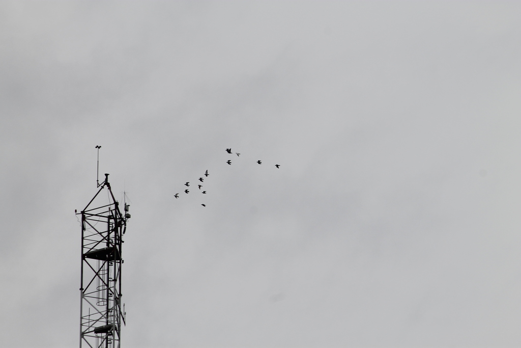 Colom roquer (Columba livia)