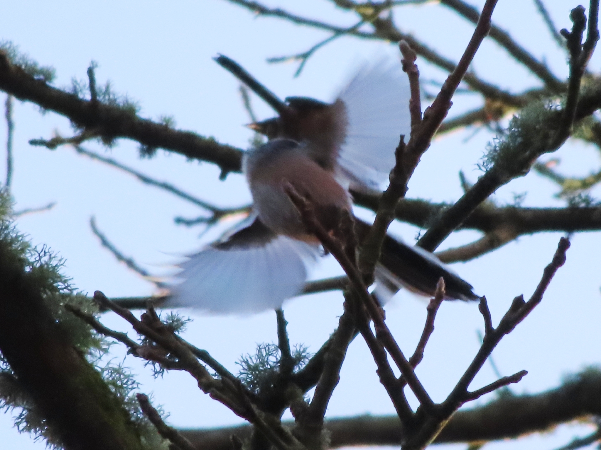 Long-tailed Tit (Aegithalos caudatus), photo 6