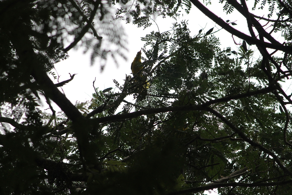 Black-naped Oriole (Oriolus chinensis)