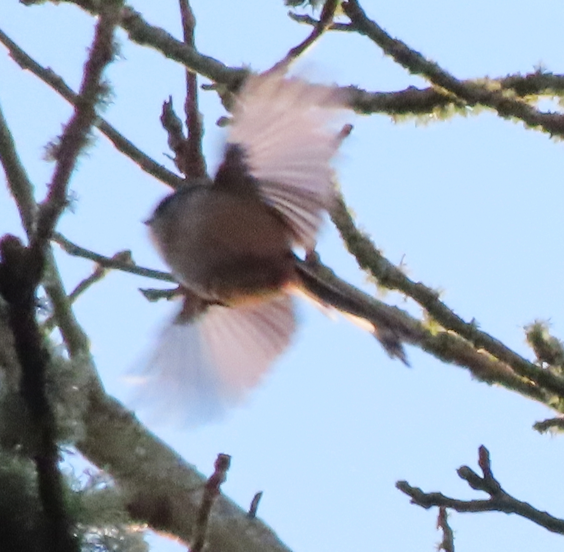 Long-tailed Tit (Aegithalos caudatus), photo 7
