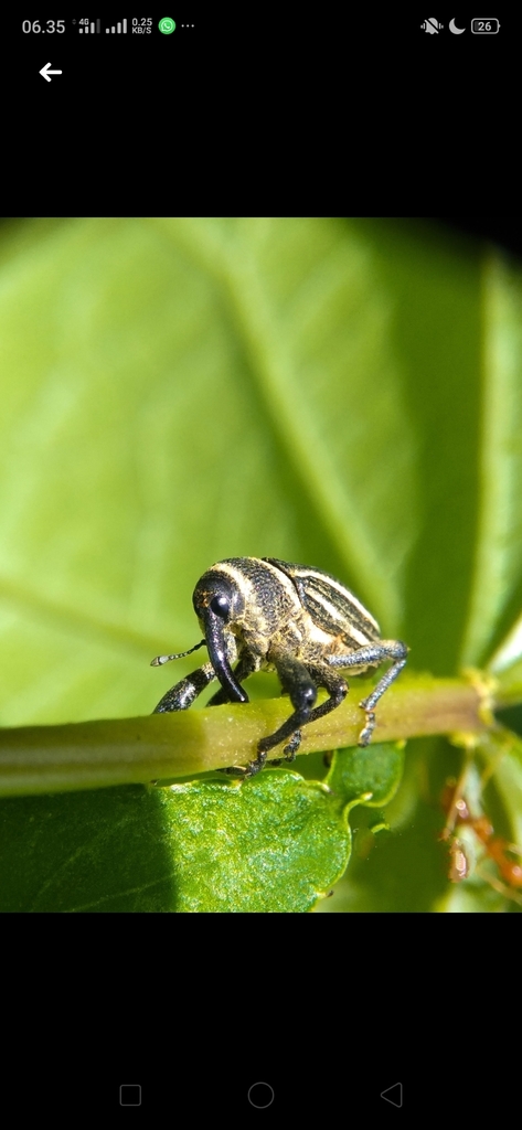 Sternuchopsis pectoralis