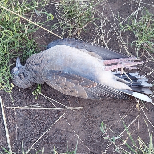 Eared Dove (Zenaida auriculata), photo 3