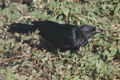 Ptiloxena atroviolacea