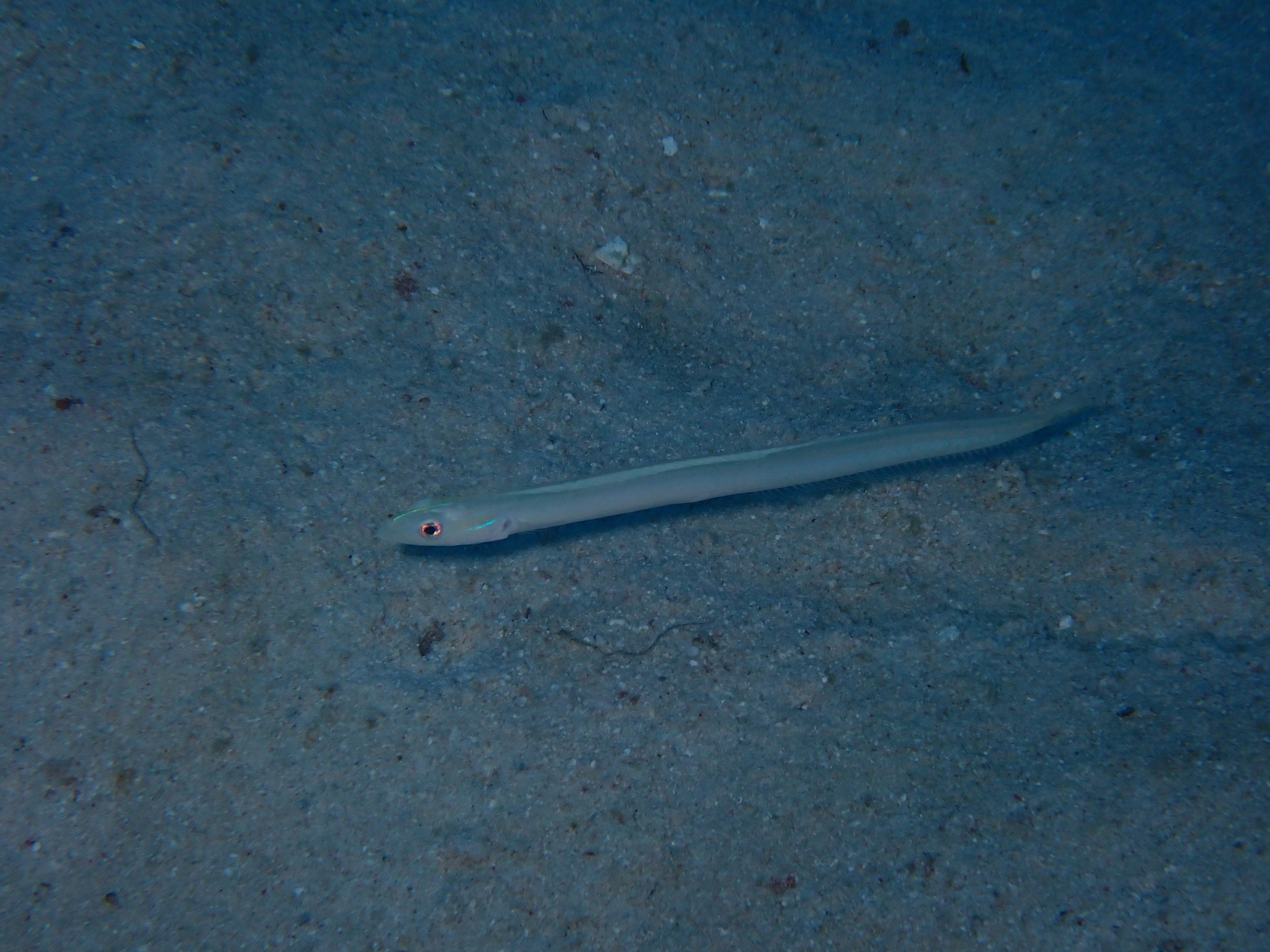 Onespot Wormfish photo 2