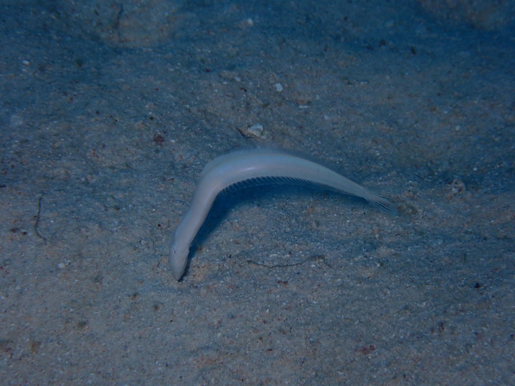 Onespot Wormfish photo 3