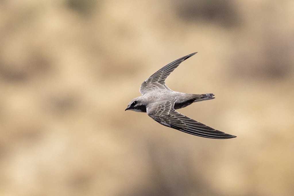 Bradfield's Swift