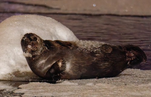 Saimaa Seal, photo 5 of 10