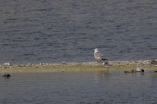 Gull-billed Tern