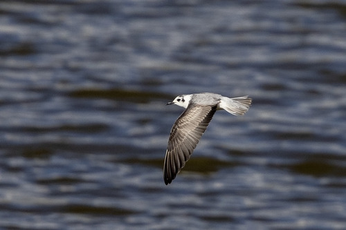White-winged Tern