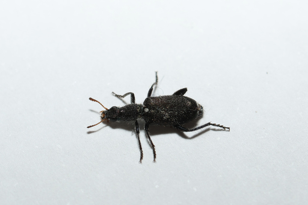 Eleale latipennis