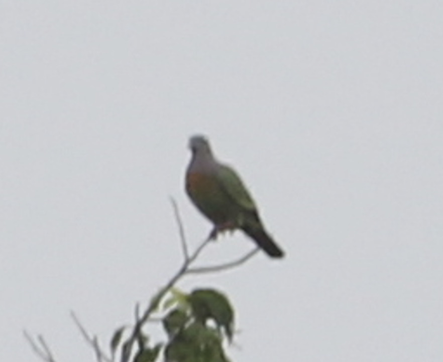 Pink-necked Green Pigeon (Treron vernans)