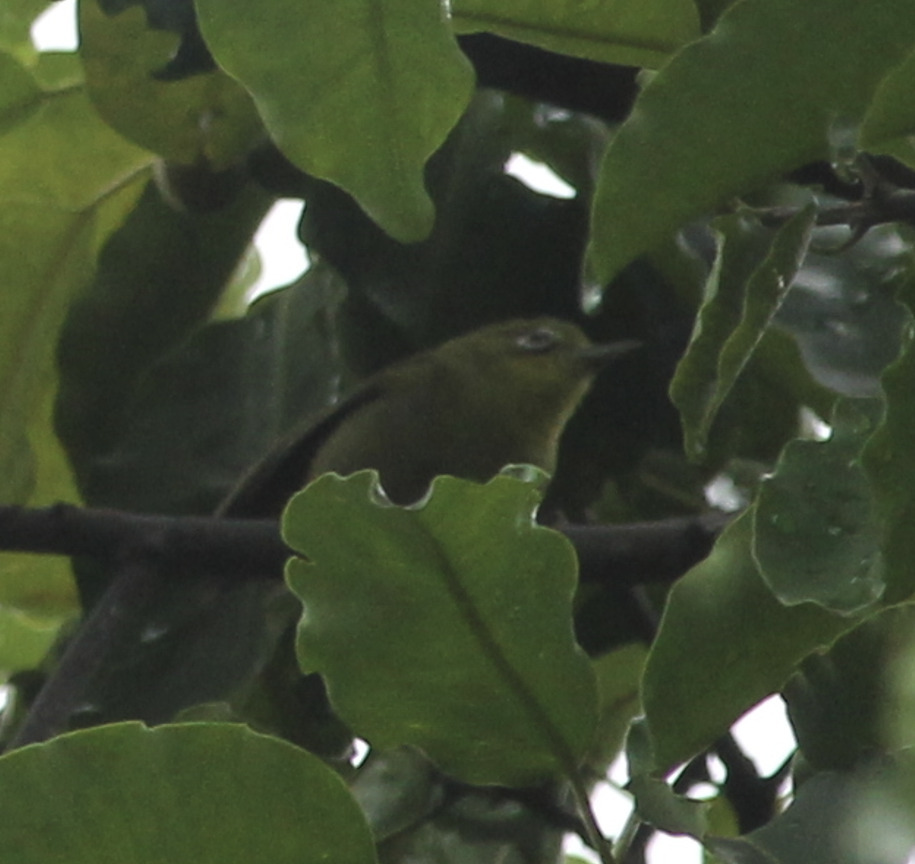 Lemon-bellied White-eye (Zosterops chloris)