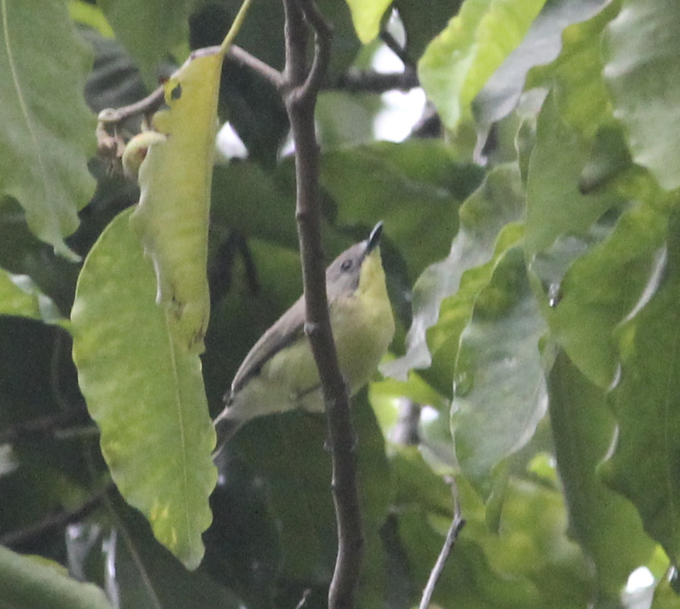 Golden-bellied Gerygone (Gerygone sulphurea)