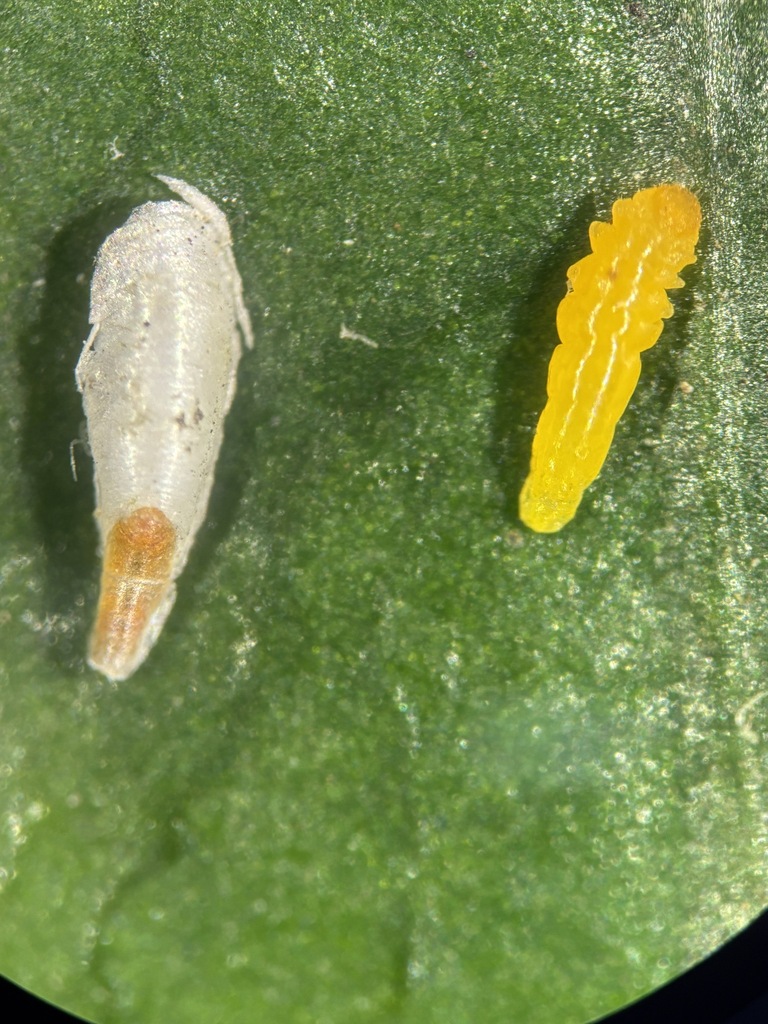 Pseudaulacaspis centreesa