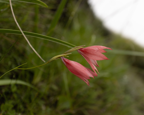 Gladiolus symonsii