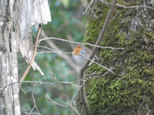 European Robin (Erithacus rubecula), photo 4