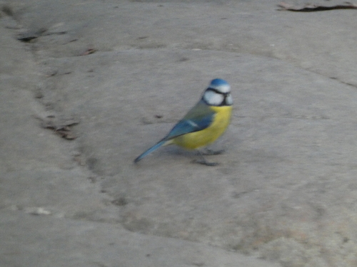 Eurasian Blue Tit (Cyanistes caeruleus), photo 1