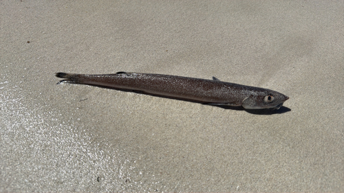 Beaked salmon (Gonorynchus greyi) — Gonorynchidae