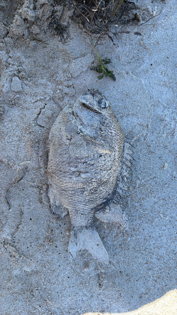 Common scalyfin (Parma victoriae) — Pomacentridae