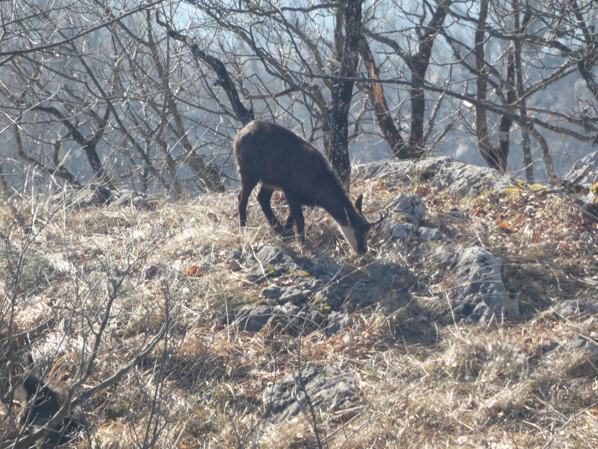 Gems, in wintervacht, rhône-alpes, frankrijk, januari: het lichaam is nu bijna zwart, in scherp contrast met het lichte kopmasker