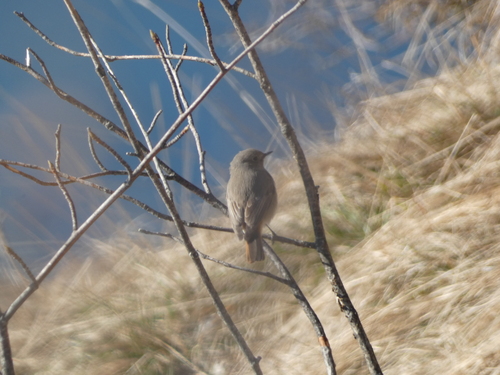 Black Redstart (Phoenicurus ochruros), photo 8