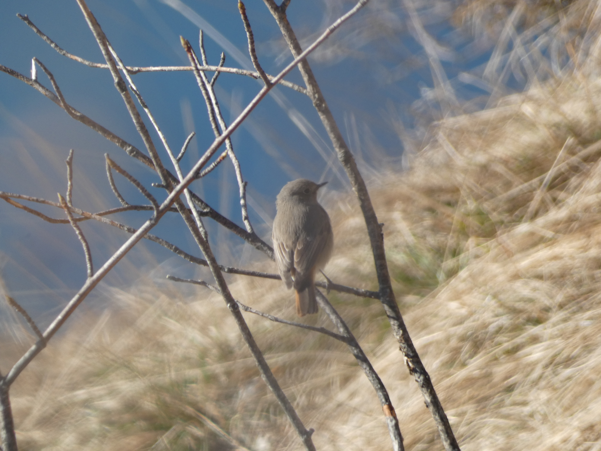 Black Redstart (Phoenicurus ochruros), photo 8