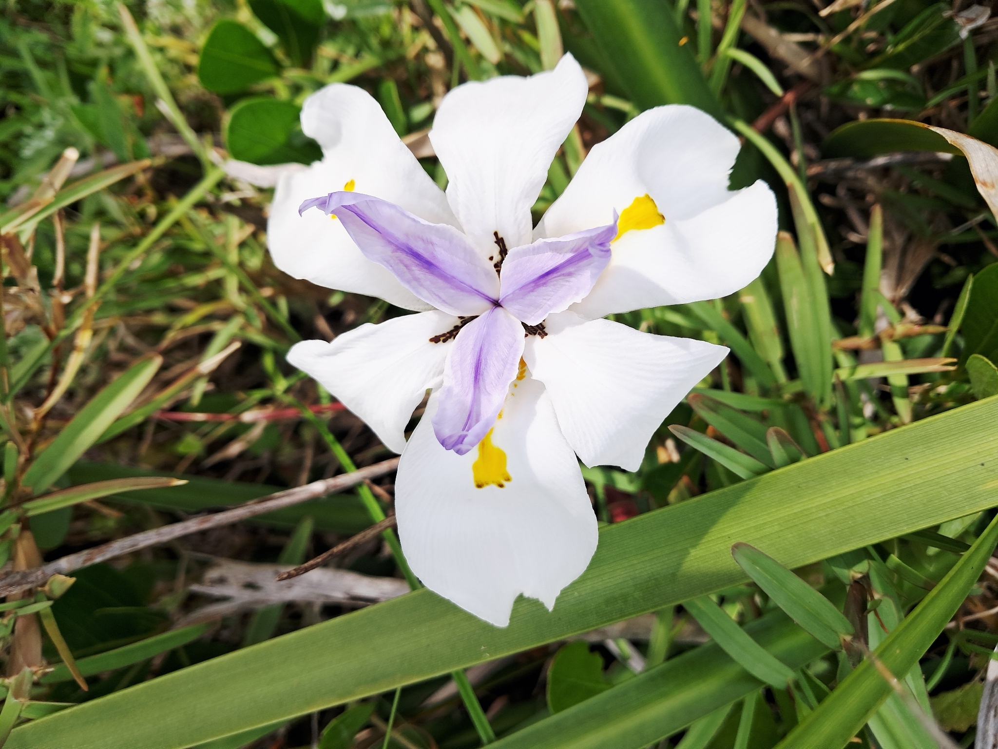 African iris