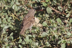 Passer domesticus