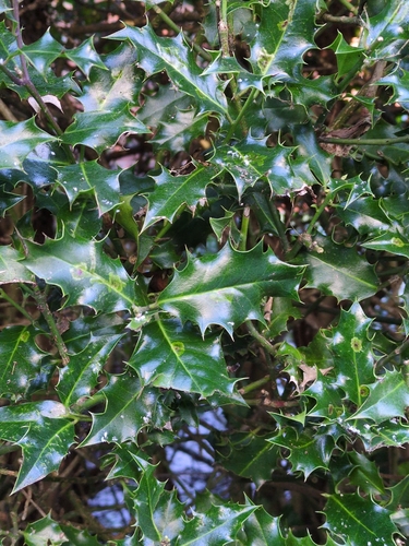 English holly