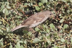 Passer domesticus